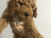 Poodle yavrumuz yeni yuvasını bekliyor