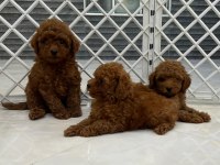 BEBEK YÜZLÜ POODLE BEBEKLER