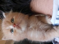 British longhair