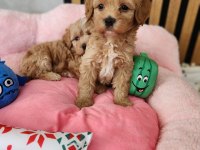 MALTİPOO  YAVRULARIMIZ 
