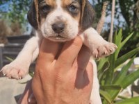 Irk ve sağlık garantili beagle yavrular