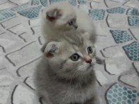 British shorthair