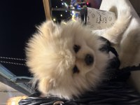 Pomeranian boo köpeği