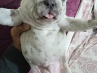 french bulldog yavru 30 günlük dişi ve erkek
