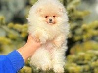 Un kurabiyesi pomeranian bebeklerimiz