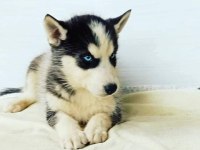 HUSKY YAVRULAR DİŞİ ERKEK