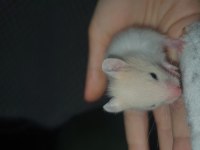 YENİ DOĞAN BEBEK HAMSTERLAR