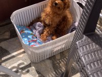 6 Aylık Dişi Toy Poodle
