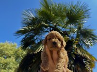 RED BROWN TOY POODLE YAVRUMUZ YENİ YUVASINA HAZIR