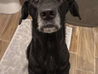 American labrador Şila