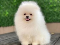 Show Kalite Tea Cup Pomeranian Yavrularımız