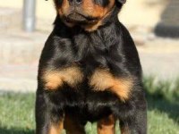 Rottweiler bebekler kapınıza kadar teslim ediyoruz