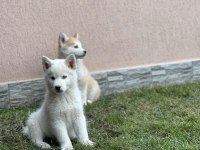 Safkan husky yavrularım