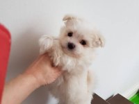 Mini boy maltese terrier