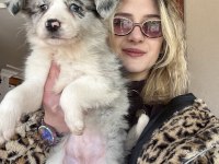 12 Yıllık üreticiden Border Collie Yavrular