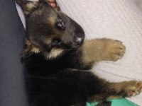 Alman kurdu baba ve oğlu ikisi de sahiplendirilecek
