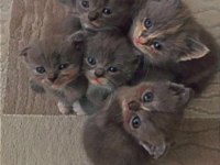 Scottish Fold Yavruları