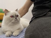 Exotic Shorthair Dişi Kısır Değil