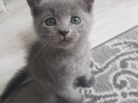 2 aylık dişi oyuncu ve akıllı british shorthair