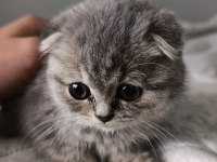 Silver Scottish Fold 3.5 Aylık Erkek