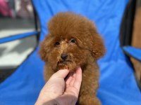 Red brown erkek toy poodle