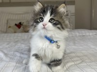 British Longhair Bebeklerimiz