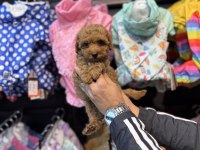 Toy Poodle güzelliği