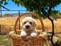Toy poodle minik şekerler