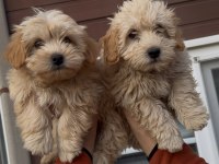 Muhteşem Güzellikte Maltipoo Bebekler