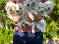 MALTESE TERRİER SIFIR NUMARA