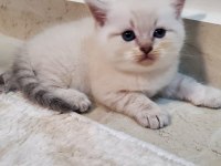 MÜKEMMEL BRİTİSH BLUE POİNT