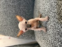 SFENKS YAVRU KEDİMİZ