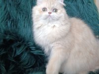 Şecereli safkan dişi british longhair