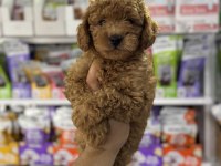 Toy Poodle Minikler İçin Arayabilirsiniz