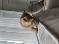 3 Aylık Dişi British shorthair