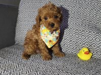 Tea Cup Erkek Poodle Yavrumuz