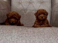 Kuşadası Sağlıklı Özel Toy Poodle Bebekler