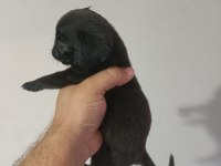 Siyah erkek pug yavru