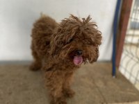1 Yaşında Minyatür Poodle Eğitimli Erkek 2 Yaş Dişi