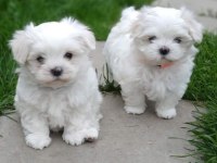 Orjinal safkan morkie