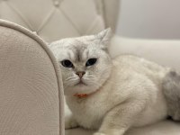 British shorthair fistana yuva arıyoruz