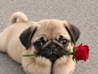 Üst Sekment Orjinal A Kalite Dili Pug