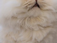 British longhair kedimiz