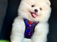 Sevimli Pomeranian Boo Yavrularımız