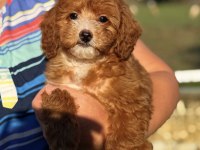 BONCUK GİBİ RED MALTİPOO
