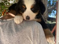 (SDK) Çiftlikten ırk garantili BERNESE DAĞ KÖPEĞİ