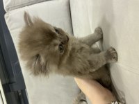 British longhair 43 günlük yavru