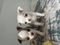 Elma Kafa Küt Burun A Kalite Chihuahua Yavrular