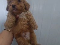 Toy poodle köpeğimiz