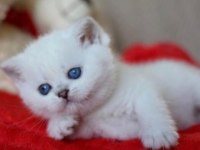 British shorthair erkek beyaz